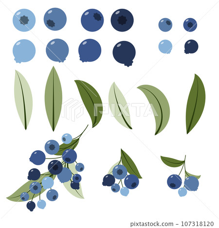 Set of blueberry with leaves. Sprigs of forest blueberries. Vector illustration Set of blueberry with leaves. Sprigs of forest blueberries. Vector illustration 107318120