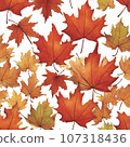 Maple  107318436