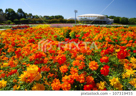 Autumn Nabana no Sato "Kibana Cosmos" Autumn Nabana no Sato "Kibana Cosmos" 107319455
