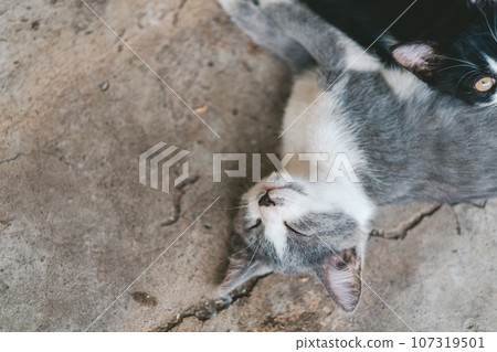 gray kitten lies on the gray floor. The kitten sleeps on the concrete floor. A cute gray and white cat is resting. Day of cats. 107319501