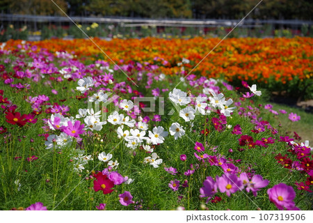 Autumn Nabana no Sato "Cosmos field" Autumn Nabana no Sato "Cosmos field" 107319506