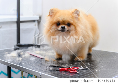 Spitz dog getting a haircut in a salon. 107319513