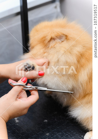 Grooming dogs Spitz Pomeranian in the cabin. 107319517