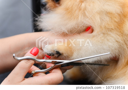 Grooming dogs Spitz Pomeranian in the cabin. 107319518