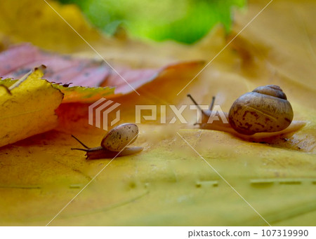 A small autumn romance. Romance above the fallen leaves. A small autumn romance. Romance above the fallen leaves. 107319990