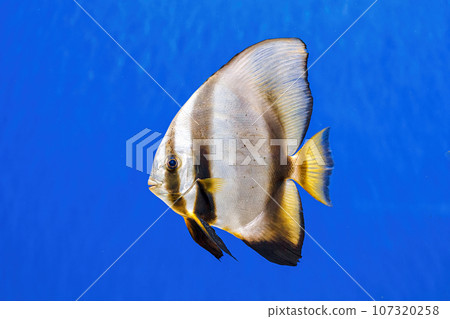Underwater shot of fish Platax orbicularis Underwater shot of fish Platax orbicularis 107320258