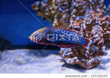 Underwater shot of fish Coris aygula 107320259
