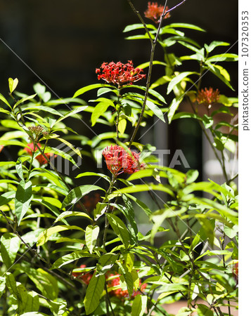 Santhanka blooming in the temple grounds 107320353
