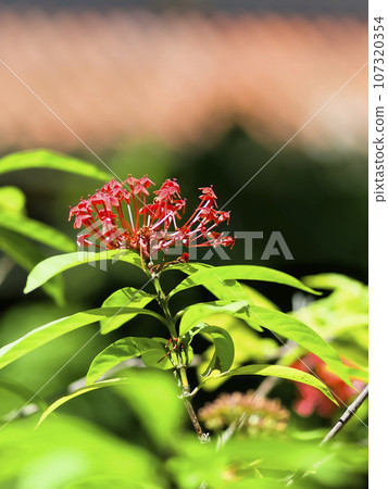Santhanka blooming in the temple grounds Santhanka blooming in the temple grounds 107320354