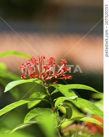 Santhanka blooming in the temple grounds 107320355