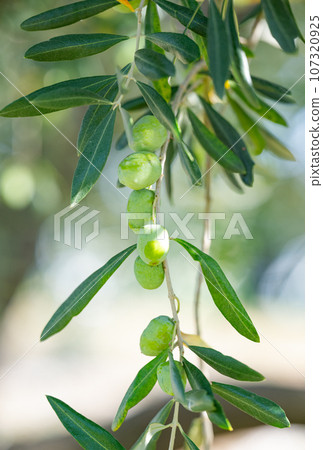 olives on a tree close up 107320925