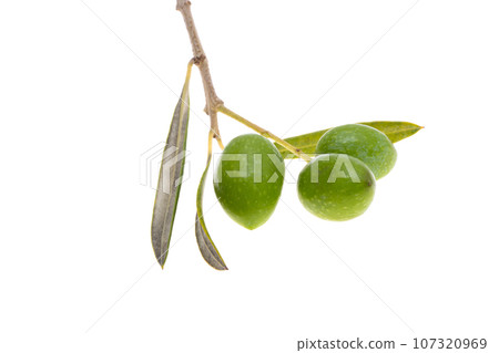 branch with green olives isolated branch with green olives isolated 107320969