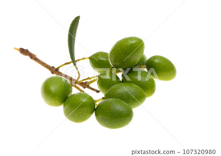 branch with green olives isolated 107320980