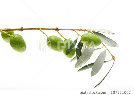 branch with green olives isolated branch with green olives isolated 107321002