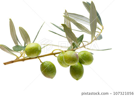 branch with green olives isolated 107321056