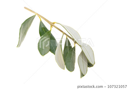branch with green olives isolated 107321057