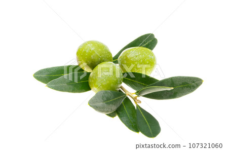 branch with green olives isolated 107321060