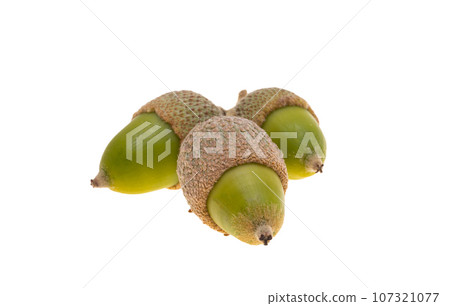 holm oak acorn isolated holm oak acorn isolated 107321077