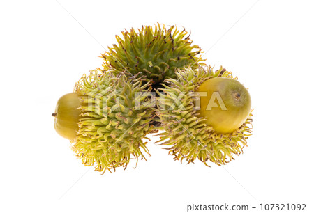Austrian oak acorn isolated 107321092