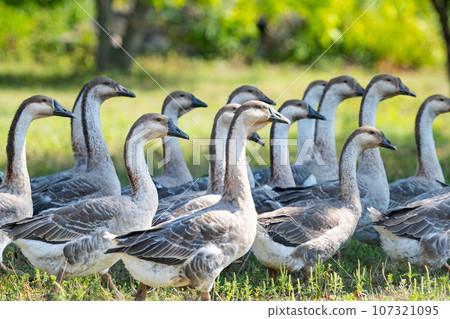 geese grazing on a farm 107321095