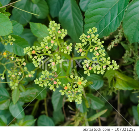 Yakugarashi 107321252