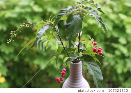 Juzu 珊瑚與粉紅色的水果 Juzu 珊瑚與粉紅色的水果 107321520