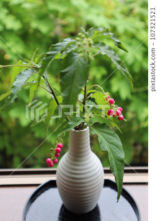 排列粉紅色水果朱祖珊瑚 排列粉紅色水果朱祖珊瑚 107321521
