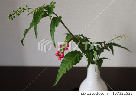 粉紅水果 Juzu 珊瑚花瓶 粉紅水果 Juzu 珊瑚花瓶 107321525