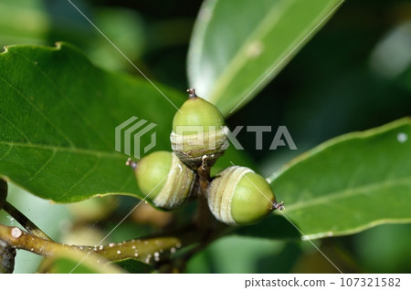 Arakashi no Oe Arakashi no Oe 107321582