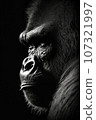 gorilla ape monkey portrait studio silhouette photo black white backlit motion contour tattoo 107321997