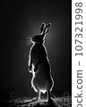 hare rabbit studio silhouette photo black white vintage backlit portrait motion contour tattoo 107321998