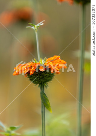 Lions Year Lions Year 107322072