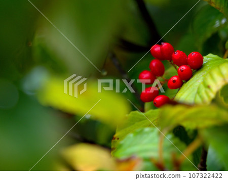 Red Viburnum berries that turn color in the rainy September 107322422