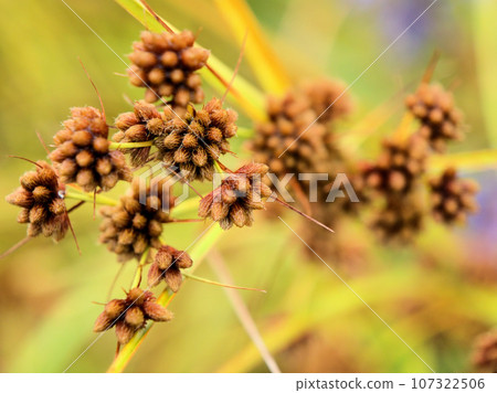 一棵可愛的棕色松樹,九月成熟 一棵可愛的棕色松樹,九月成熟 107322506