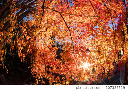 Maple tree shining in the morning sun 107322519