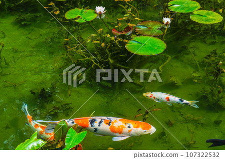 莫內之池（岐阜縣，9月） 107322532