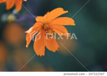 宇宙0146 107322567