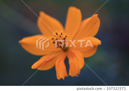 Cosmos 0150 107322571