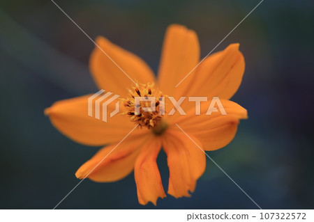 Cosmos 0151 107322572