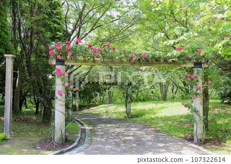 Rose pink rose flower 107322614