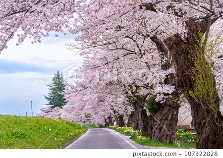 Embankment and road with Mogami River Senbonzakura in the Okitama Sakura Corridor in Nagai City, Yamagata Prefecture Embankment and road with Mogami River Senbonzakura in the Okitama Sakura Corridor in Nagai City, Yamagata Prefecture 107322828