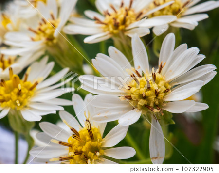 Ezogomana flowers, a type of wild chrysanthemum, bloom on the trekking course up Mt. Rebun on Rebun Island in the Sea of Japan off the coast of Wakkanai City, Hokkaido. 107322905
