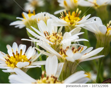 Ezogomana flowers, a type of wild chrysanthemum, bloom on the trekking course up Mt. Rebun on Rebun Island in the Sea of Japan off the coast of Wakkanai City, Hokkaido. 107322906