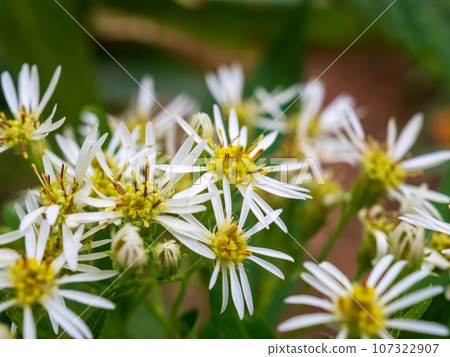Ezogomana flowers, a type of wild chrysanthemum, bloom on the trekking course up Mt. Rebun on Rebun Island in the Sea of Japan off the coast of Wakkanai City, Hokkaido. 107322907
