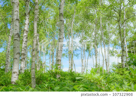 Japan's largest white birch colony [Summer Yachiho Highlands] 107322908