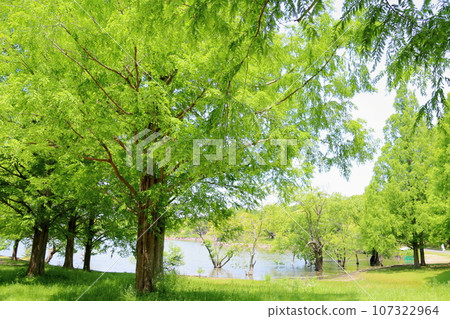 Early summer park Metasequoia fresh greenery Early summer park Metasequoia fresh greenery 107322964