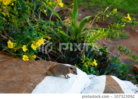 beautiful flora and fauna of the African savannah beautiful flora and fauna of the African savannah 107323092