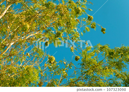 beautiful flora and fauna of the African savannah 107323098