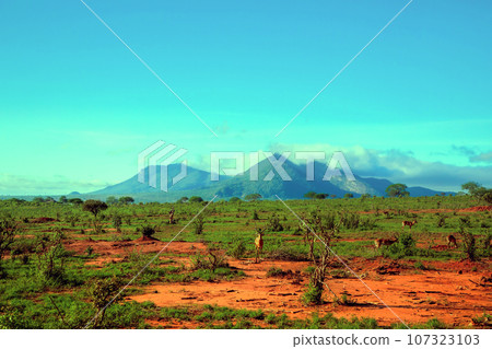 beautiful flora and fauna of the African savannah beautiful flora and fauna of the African savannah 107323103