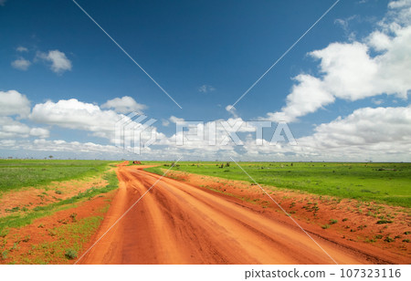 beautiful flora and fauna of the African savannah beautiful flora and fauna of the African savannah 107323116